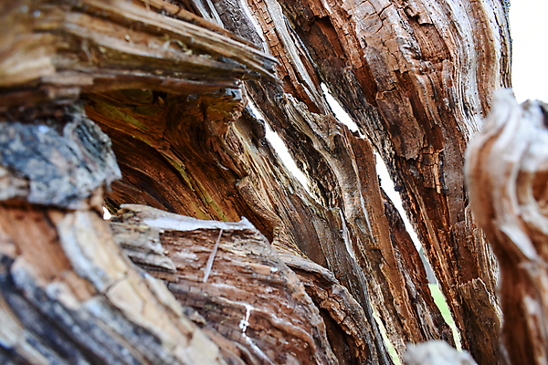 포토 JPG 해외이미지 나무 식물 패턴 자연 벽지 날씨 건조 사람없음 목재 빨간색 갈색 손상 죽음 반지 원형 구멍 숲 발사 묘사 질감 나무껍질 폭풍 내추럴 수목 썩음 옛날 해외포토 도형 컬러 컨셉 무늬 재료 장신구 껍질 생태계 파일형식 이미지허브