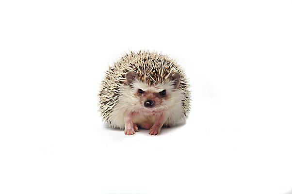 포토 JPG 해외이미지 동물 야생동물 포유류 자연 사람없음 울타리 흰색 못 돼지 바늘 가시 설치류 작음 척추 코 날카로움 주둥이 찌르기 고슴도치 고립 해외포토 컬러 모션 뼈 신체부위 담장 도구 공구 크기 생태계 파일형식 이미지허브