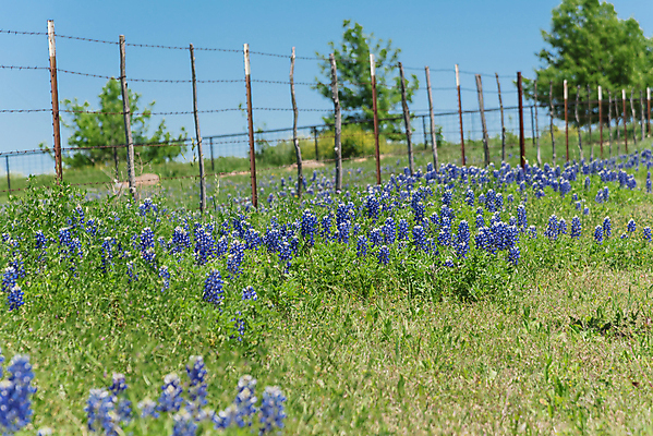 포토 JPG 해외이미지 주간 식물 계절 공원 꽃잎 꽃 잎 꽃무늬 밭 자연 사람없음 야외 초록색 울타리 컬러풀 보라색 미국 봄 활발 들꽃 벚꽃 시골 개화 자연백그라운드 내추럴 텍사스 수평선 해외포토 자연요소 공공시설 컬러 백그라운드 컨셉 북아메리카 무늬 농업 담장 생태계 파일형식 이미지허브