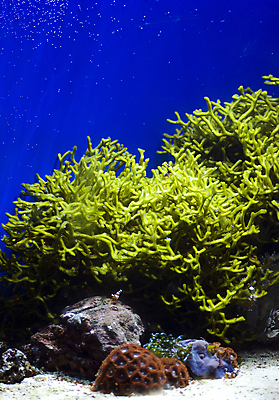 포토 JPG 해외이미지 동물 꽃 야생동물 바다 섬 여행 자연 휴가 어류 취미 사람없음 빨간색 물 파란색 컬러풀 뷰티 노란색 정원 수중 수영 거품 스노클링 산호 잠수부 그림 다이빙 발리 인도네시아 암초 수족관 몰디브 깊이 소금물 이국적 해외포토 자연요소 식물 아시아 컬러 수중동물 수상스포츠 자포동물 전문직 생태계 수중스포츠 파일형식 이미지허브