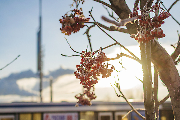 포토 JPG 해외이미지 나무 식물 공원 열매 백그라운드 크리스마스 겨울 패턴 자연 하늘 날씨 휴가 사람없음 야외 빨간색 파란색 태양 뷰티 얼음 일몰 추위 백발 흰색 나뭇가지 도시 눈송이 크리스탈 다발 연도 서리 스카이라인 해외포토 자연요소 헤어스타일 계절 공공시설 기념일 컬러 무늬 눈_날씨 노을 광석 생태계 파일형식 이미지허브