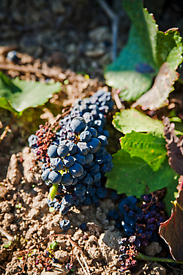 포토 JPG 해외이미지 식물 계절 지구 음식 잎 밭 농업 과일 자연 포도 사람없음 야외 빨간색 세로 농장 와인 고통 수확 시골 닫기 자르기 다발 묘사 유기농 포도밭 포도나무 내추럴 강렬 곰팡이 숙성 양조장 많음 해외포토 웰빙 감정 산업 컬러 컨셉 모션 주류 과일나무 생태계 파일형식 이미지허브