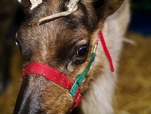 포토 JPG 해외이미지 동물 공원 야생동물 크리스마스 겨울 포유류 자연 사슴 털 뿔 사람없음 빛 산타클로스 갈색 달러 젖음 게임 흰색 황무지 선탠 보호 숲 먹기 꼬리 사냥 귀 북쪽 내추럴 동물상 땅바닥 순록 엘크 전국 찰과상 콜로라도 해외포토 계절 공공시설 기념일 컬러 컨셉 돈 모션 놀이 바닥 신체부위 조형물 미국 상처 방향 생태계 파일형식 이미지허브