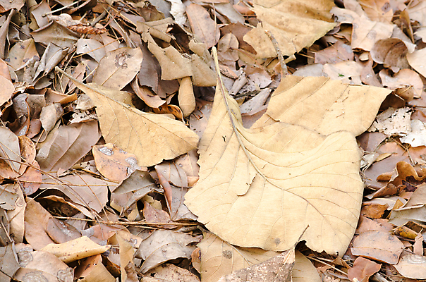 포토 JPG 해외이미지 식물 템플릿 디자인 백그라운드 잎 패턴 자연 추상 사람없음 목재 초록색 빛 환경 봄 젖음 성장 물방울 신선 작음 유기농 질감 내추럴 인공 해외포토 나무 웰빙 계절 컬러 무늬 재료 크기 생태계 파일형식 이미지허브