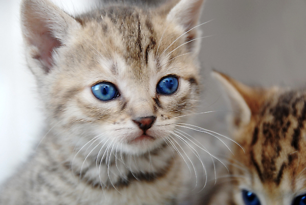포토 JPG 해외이미지 동물 1 어린이 포유류 수염 사람없음 파란색 반려동물 머리 고양이 침묵 회색 아기 달콤 작음 콧수염 부드러움 얼룩무늬 주둥이 심각 총구 해외포토 컬러 컨셉 무늬 사람 신체부위 소리 감각 맛 크기 파일형식 이미지허브