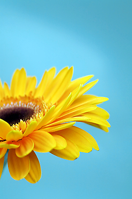 포토 JPG 해외이미지 식물 꽃잎 꽃 줄기 백그라운드 꽃무늬 오렌지 자연 사람없음 장식 빨간색 여름 파란색 뷰티 노란색 머리 봄 활발 성장 신선 황금 큼 오브젝트 싱글 데이지 심플 거베라 고립 해외포토 계절 컬러 컨셉 무늬 과일 신체부위 크기 생태계 파일형식 이미지허브