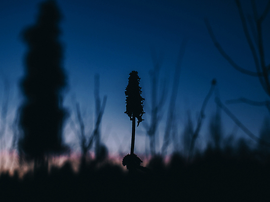 포토 JPG 해외이미지 나무 식물 계절 공원 꽃 유럽 야생동물 여행 백그라운드 꽃무늬 자연 하늘 날씨 산 경사 사람없음 빨간색 초록색 햇빛 태양 일출 정원 황혼 일몰 봄 새벽 하이킹 신선 황무지 저녁 숲 땅 진달래 천국 전국 절정 파라다이스 해외포토 자연요소 동물 공공시설 나라 컬러 무늬 레저 노을 야간 생태계 파일형식 이미지허브