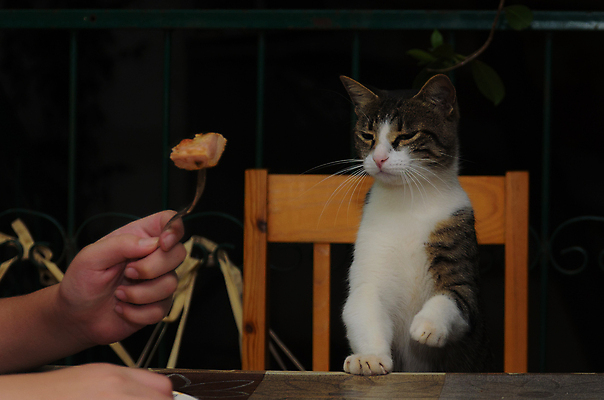 포토 JPG 해외이미지 육류 사람없음 고양이 저녁 사냥꾼 해외포토 직업 식재료 포유류 반려동물 야간 파일형식 이미지허브