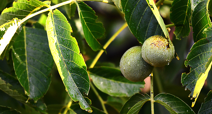 포토 JPG 해외이미지 나무 식물 음식 백그라운드 잎 과일 재료 자연 건강 씨앗 사람없음 초록색 검은색 견과류 성장 껍질 흰색 물방울 나뭇가지 신선 그룹 균열 닫기 과수원 빗방울 먹기 오브젝트 날것 호두 흙더미 내추럴 꼬투리 해외포토 컬러 농업 모션 흙 비_날씨 생태계 파일형식 더미 이미지허브
