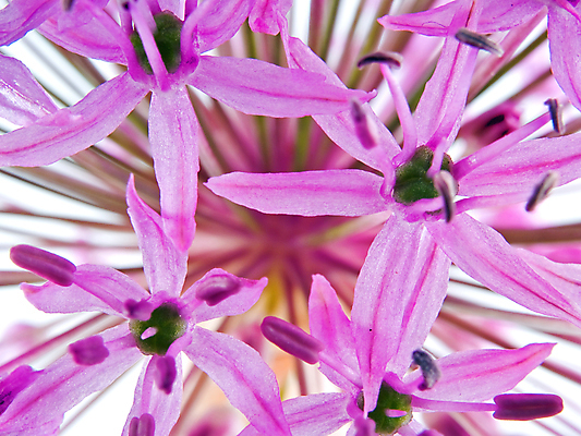 포토 JPG 해외이미지 식물 계절 공원 꽃잎 꽃 백그라운드 꽃무늬 자연 사람없음 야외 초록색 파란색 컬러풀 뷰티 정원 보라색 봄 들꽃 벚꽃 개화 제비꽃 원예 조경 꽃가루 부드러움 꿀 강렬 영원 취급주의 해외포토 공공시설 컬러 무늬 경고 취미 감각 가루 생태계 파일형식 이미지허브