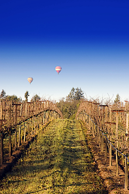 포토 JPG 해외이미지 겨울 교통시설 아침 사람없음 새벽 추위 뜨거움 승차 속도 상승 포도밭 풍선 해외포토 주간 자연요소 계절 교통 컨셉 밭 모션 시설 파일형식 이미지허브