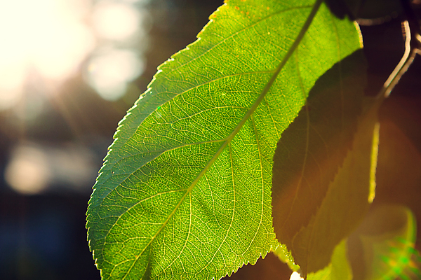 포토 JPG 해외이미지 나무 식물 1 계절 백그라운드 단풍 잎 자연 사람없음 야외 아웃포커스 초록색 빛 햇빛 태양 뷰티 환경 정원 맑음 활발 성장 신선 숲 에코 유기농 보케 부드러움 내추럴 생태학 효과 해외포토 자연요소 웰빙 교육 컬러 컨셉 날씨 촬영기법 감각 생태계 파일형식 이미지허브