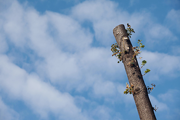포토 JPG 해외이미지 나무 하늘 사람없음 파란색 끝 큼 자르기 통나무 해외포토 식물 컬러 모션 크기 파일형식 이미지허브