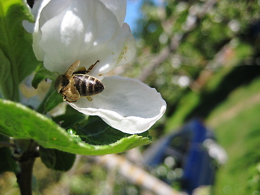 포토 JPG 해외이미지 곤충 자연 사람없음 마을 뜨거움 꿀 해외포토 동물 생태계 파일형식 이미지허브