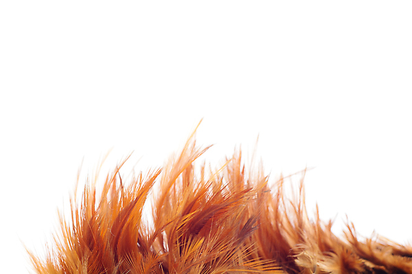 포토 JPG 해외이미지 모양 동물 백그라운드 컨셉 패턴 날개 오렌지 조류 추상 따뜻함 미술 사람없음 뷰티 갈색 노란색 치킨 희망 코트 닫기 선탠 매끈함 깃털 질감 부드러움 솜털 내추럴 구성 해외포토 감정 컬러 무늬 과일 모션 문화예술 외투 감각 닭고기요리 파일형식 이미지허브