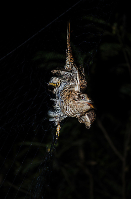 포토 JPG 해외이미지 나무 1 야생동물 백그라운드 잎 오렌지 노래 자연 조류 휴식 종류 이끼 앉기 사람없음 야외 빨간색 초록색 노란색 우주 봄 회색 흰색 나뭇가지 묘사 싱글 생물학 서식지 생태학 해외포토 식물 동물 계절 교육 음악 컬러 컨셉 과일 모션 생태계 파일형식 이미지허브