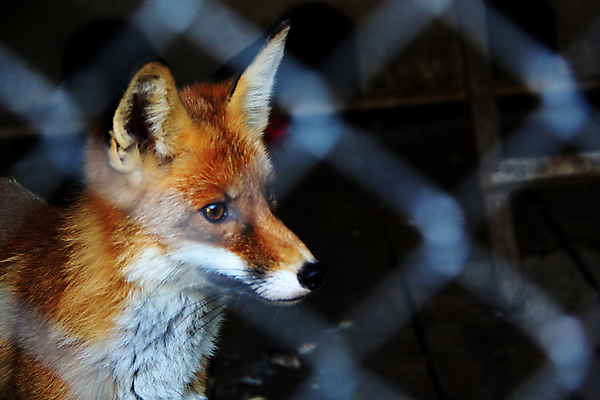 포토 JPG 해외이미지 한마리 응시 야생동물 실내 사람없음 소프트포커스 여우 철조망 해외포토 동물 1 시선 포유류 촬영기법 내부 파일형식 이미지허브