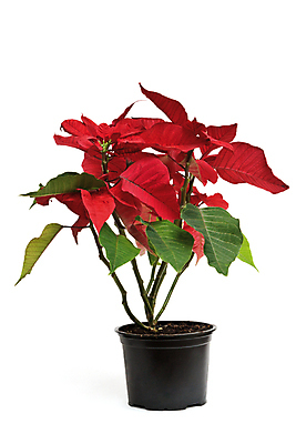 포토 JPG 해외이미지 크리스마스 실내 사람없음 냄비 흰배경 포인세티아 해외포토 기념일 꽃 백그라운드 내부 흰색 솥 파일형식 이미지허브