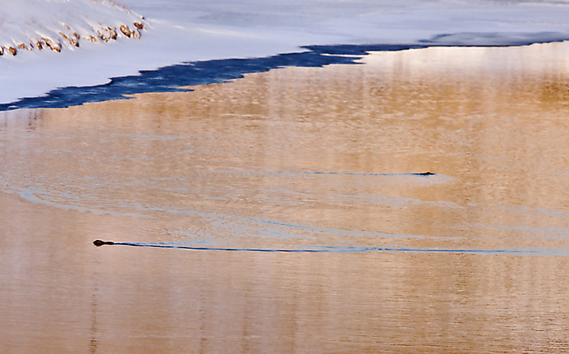 포토 JPG 해외이미지 동물 얼굴 야생동물 캐나다 포유류 자연 조류 털 사람없음 야외 물 강 갈색 젖음 흰색 황무지 쥐 설치류 깃털 육식동물 부엉이 고립 해외포토 자연요소 컬러 북아메리카 신체부위 생태계 파일형식 이미지허브