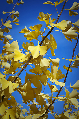 포토 JPG 해외이미지 나무 식물 계절 공원 백그라운드 단풍 잎 자연 하늘 건조 사람없음 야외 빛 컬러풀 햇빛 태양 뷰티 노란색 환경 정원 맑음 가을 나뭇가지 신선 황금 9월 11월 장면 10월 생태학 해외포토 자연요소 공공시설 교육 컬러 날씨 날짜 생태계 파일형식 이미지허브
