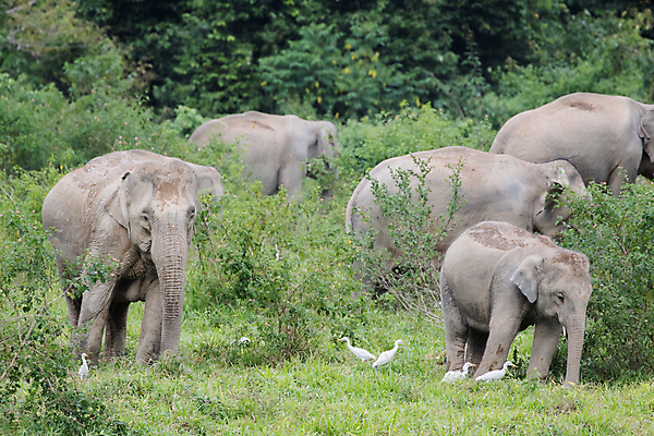 포토 JPG 해외이미지 동물 공원 아시아 야생동물 여행 포유류 가족 태국 자연 코끼리 종류 동양인 사람없음 환경 힘 아기 보호 숲 큼 인도인 코 멸종 내추럴 벌목 인구 전국 지능 해외포토 외국인 공공시설 나라 컨셉 관계 사람 인종 신체부위 크기 생태계 파일형식 이미지허브
