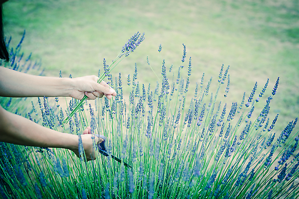 포토 JPG 해외이미지 식물 손 여자 꽃 꽃다발 꽃무늬 밭 농업 자연 동양인 사람없음 야외 초록색 농작물 컬러풀 농경지 보라색 미국 수확 성장 벚꽃 시골 신선 개화 선택 농부 자르기 다발 허브 원예 장면 라벤더 내추럴 밭일 원예사 텍사스 해외포토 직업 산업 컬러 컨셉 북아메리카 무늬 모션 사람 인종 취미 신체부위 농장 생태계 파일형식 이미지허브