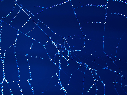 포토 JPG 해외이미지 디자인 줄 곤충 패턴 목걸이 자연 아침 전등 사람없음 물 파란색 빛 반사 웹 어둠 안개 흰색 물방울 잡기 원형 그물 네트워크 실 이슬 연결 위험 큼 무서움 크리스탈 보석 실크 거미줄 질감 다이아몬드 거미 올가미 내추럴 고립 복잡 해외포토 주간 자연요소 도형 동물 감정 컬러 컨셉 무늬 인터넷 장신구 모션 날씨 조명 직물 크기 광석 생태계 파일형식 이미지허브