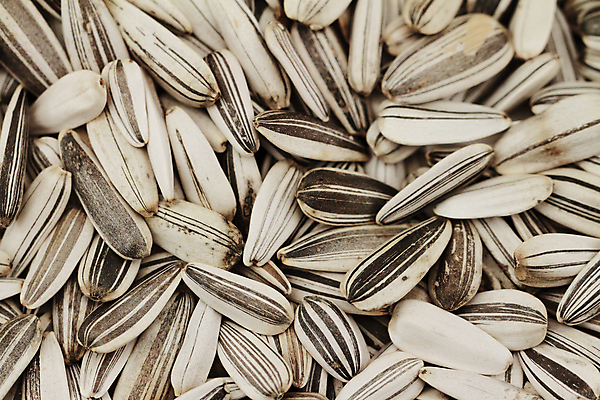 포토 JPG 해외이미지 모양 식물 라이프스타일 계절 꽃 음식 백그라운드 농업 다이어트 채소 재료 자연 해바라기 건조 건강 요리 씨앗 사람없음 검은색 작음 먹기 묘사 질감 알맹이 날것 짠맛 해외포토 산업 컬러 모션 생활 맛 크기 생태계 파일형식 이미지허브