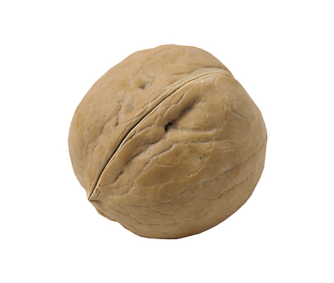 포토 JPG 해외이미지 음식 농업 다이어트 과일 재료 자연 건조 건강 씨앗 사람없음 갈색 견과류 수확 껍질 흰색 신선 유기농 알맹이 호두 단백질 바이오 밭일 맛있는 해외포토 식물 웰빙 산업 컬러 생태계 영양소 파일형식 이미지허브