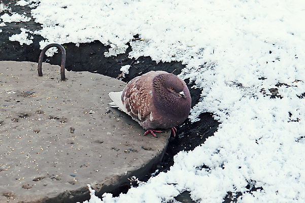 포토 JPG 해외이미지 동물 척추동물 공원 야생동물 백그라운드 겨울 날개 자연 조류 따뜻함 서기 풍경 사람없음 야외 컬러풀 뷰티 평화 검은색 회색 추위 흰색 도시 뜨거움 보행로 닫기 깃털 비둘기 서리 러시아 참새 판 부화 내추럴 생존 해외포토 계절 공공시설 유럽 길 컬러 컨셉 모션 생태계 파일형식 이미지허브