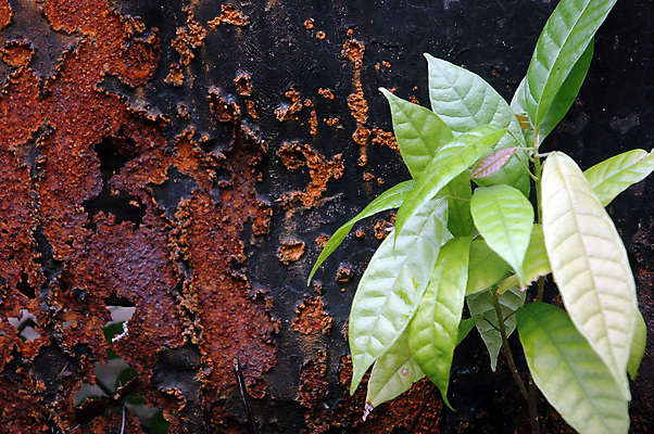 포토 JPG 해외이미지 접시 종이 벽 백그라운드 패턴 부분 표면 날씨 추상 사람없음 갈색 금속 어둠 페인트 손상 수확 시골 붓 점 얼룩 거친 주름 가죽 묶기 철 버리기 부식 질감 캔버스 스크래치 짜임 구김 그런지 산화 양피지 옛날 타격 해외포토 식기 컬러 컨셉 무늬 농업 모션 재질 파일형식 이미지허브