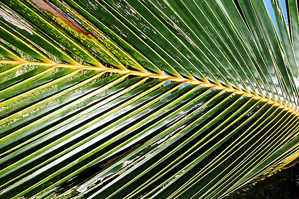 포토 JPG 해외이미지 나무 식물 선 백그라운드 잎 패턴 손바닥 사람없음 초록색 야자수 질감 태평양 강렬 땅바닥 파라다이스 해외포토 손 바다 컬러 무늬 바닥 파일형식 이미지허브
