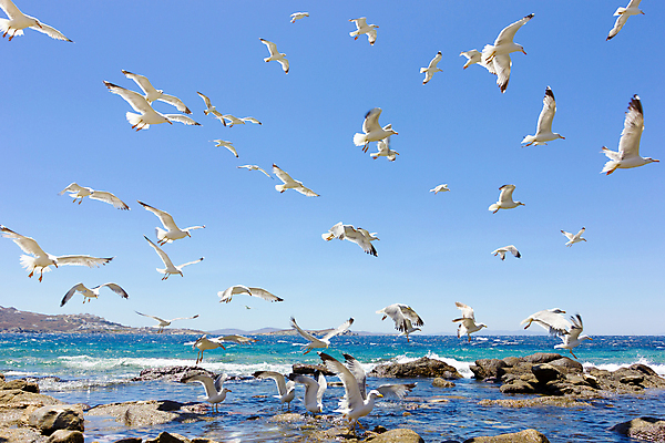 포토 JPG 해외이미지 식물 섬 모션 자연 갈매기 조류 하늘 사람없음 파란색 햇빛 맑음 흰색 해외포토 동물 컬러 날씨 태양 생태계 파일형식 이미지허브