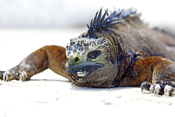 포토 JPG 해외이미지 동물 척추동물 야생동물 모래 바다 파충류 자연 생물 종류 양서류 사람없음 야외 빛 머리 용 닫기 피부 눈금 도마뱀 에콰도르 이구아나 갈라파고스 멸종 스파이크 기어가기 몬스터 이국적 해외포토 모션 신체부위 남아메리카 생태계 파일형식 이미지허브