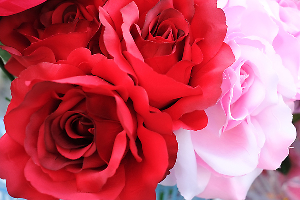 포토 JPG 해외이미지 꽃 분홍색 선물 사랑 사람없음 빨간색 장미 천 주기 부드러움 핸드메이드 해외포토 식물 감정 컬러 모션 직물 감각 파일형식 이미지허브