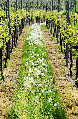 포토 JPG 해외이미지 식물 음식 잎 농업 과일 자연 포도 사람없음 초록색 농장 와인 수확 시골 묘사 유기농 포도밭 포도나무 밭일 양조장 해외포토 웰빙 산업 컬러 밭 주류 과일나무 생태계 파일형식 이미지허브