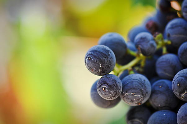 포토 JPG 해외이미지 식물 계절 음식 백그라운드 농업 과일 공 자연 포도 추상 건강 사람없음 야외 빨간색 뷰티 와인 계곡 수확 성장 신선 닫기 달콤 큼 심볼 보따리 유기농 캘리포니아 포도밭 포도나무 강렬 블러 양조 해외포토 웰빙 산업 컬러 무늬 밭 모션 주류 미국 맛 크기 과일나무 생태계 파일형식 이미지허브