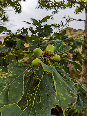 포토 JPG 해외이미지 나무 식물 계절 자연 건조 사람없음 초록색 갈색 견과류 아일랜드 해외포토 유럽 컬러 생태계 파일형식 이미지허브