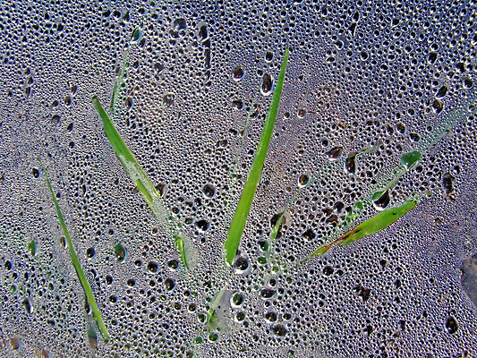 포토 JPG 해외이미지 백그라운드 자연 추상 사람없음 초록색 물 빛 뷰티 반사 젖음 원형 투명 떨어짐 이슬 플라스틱 허브 다트 질감 날카로움 패키지 노려봄 인공 해외포토 자연요소 도형 식물 컬러 컨셉 무늬 재질 표정 게임 생태계 파일형식 이미지허브