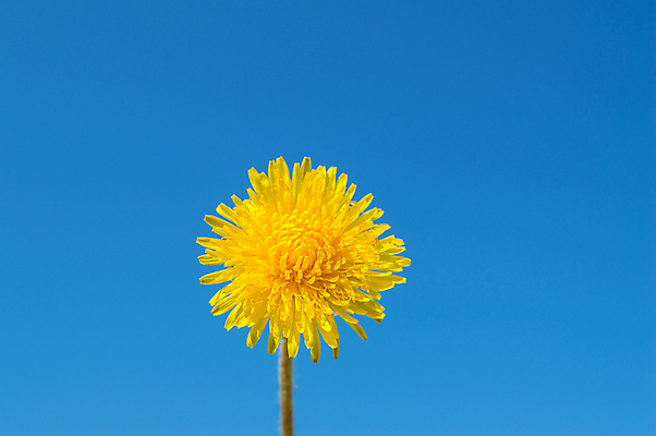 포토 JPG 해외이미지 주간 한송이 자연 하늘 사람없음 야외 맑음 민들레 해외포토 자연요소 1 꽃 날씨 생태계 송이 파일형식 이미지허브