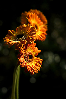 포토 JPG 해외이미지 식물 꽃잎 꽃 백그라운드 꽃무늬 오렌지 자연 추상 3 사람없음 빨간색 여름 빛 컬러풀 뷰티 노란색 정원 검은색 성장 벚꽃 흰색 신선 다발 데이지 꽃가루 거베라 내추럴 고립 해외포토 계절 컬러 무늬 과일 가루 생태계 파일형식 이미지허브