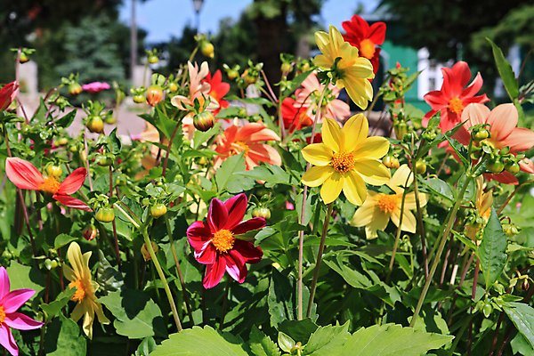 포토 JPG 해외이미지 식물 꽃 밭 자연 아침 부활절 잔디 사람없음 야외 장식 가로 빨간색 초록색 파란색 뷰티 장미 노란색 머리 일출 정원 계란 침묵 봄 활발 성장 벚꽃 침대 신선 재산 고급 맨션 싱글 원예 데이지 장면 수선화 멀티 정중 진짜 해외포토 주간 계절 기념일 컬러 가구 컨셉 농업 주택 취미 신체부위 금융 노을 알 소리 생태계 파일형식 이미지허브