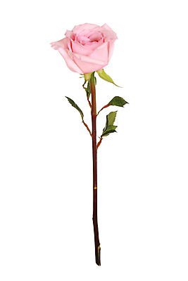 포토 JPG 해외이미지 1 꽃 줄기 분홍색 꽃무늬 사람없음 장미 흰색 싱글 해외포토 식물 컬러 무늬 파일형식 이미지허브