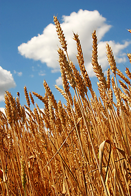 포토 JPG 해외이미지 식물 구름 음식 줄기 밭 농업 재료 자연 하늘 건강 옥수수 씨앗 풍경 사람없음 여름 파란색 농작물 농장 노란색 수확 성장 시골 황금 낟알 밀 유기농 귀 내추럴 넘어짐 바이오 발칸반도 밭일 세르비아 숙성 심기 작살 해외포토 자연요소 웰빙 계절 산업 컬러 모션 곡류 신체부위 생태계 파일형식 이미지허브