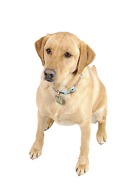 포토 JPG 해외이미지 동물 포유류 친절 앉기 사람없음 반려동물 검은색 흰색 황금 개 강아지 래브라도리트리버 통제 육식동물 송곳니 경보 소셜 해외포토 컬러 모션 리트리버 치아 파일형식 이미지허브