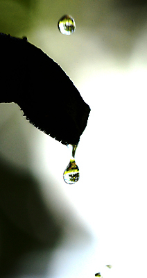 포토 JPG 해외이미지 식물 백그라운드 잎 밭 자연 아침 추상 잔디 초원 사람없음 초록색 물 여름 빛 햇빛 반사 환경 정원 봄 거품 젖음 성장 물방울 신선 투명 칼날 떨어짐 보호 이슬 빗방울 허브 순수 에코 유기농 내추럴 생태학 해외포토 주간 자연요소 웰빙 계절 교육 컬러 컨셉 무늬 농업 태양 비_날씨 생태계 파일형식 이미지허브