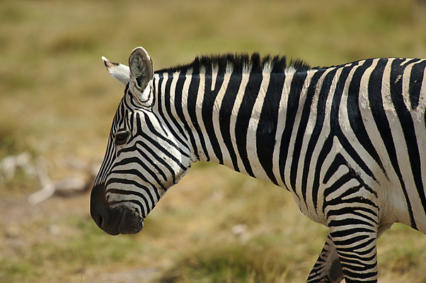 포토 JPG 해외이미지 야생동물 포유류 아프리카 흑백 국립공원 사람없음 가로 줄무늬 얼룩말 케냐 해외포토 동물 공원 나라 무늬 촬영기법 말_동물 파일형식 이미지허브