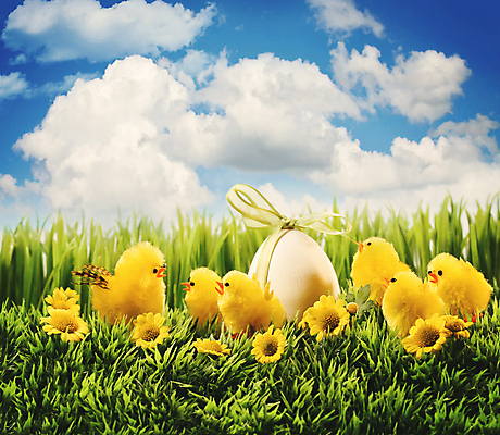 포토 JPG 해외이미지 구름 계절 꽃 행복 백그라운드 꽃무늬 패턴 자연 하늘 휴가 부활절 병아리 선물 초원 사람없음 장식 초록색 컬러풀 노란색 정원 계란 축제 치킨 놀람 봄 흰색 축하 신용카드 황금 달콤 4월 심볼 내추럴 해외포토 자연요소 식물 기념일 감정 컬러 컨셉 무늬 조류 표정 금융 알 날짜 맛 생태계 닭고기요리 파일형식 이미지허브