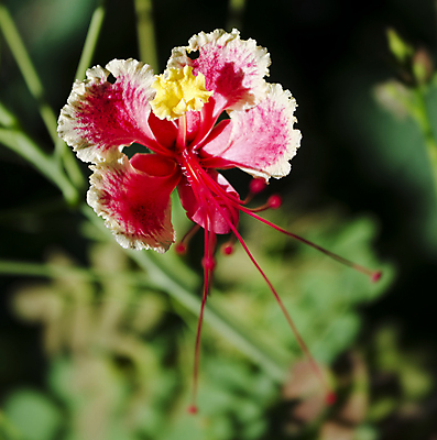 포토 JPG 해외이미지 식물 꽃잎 꽃 아시아 꽃무늬 자연 동양인 사람없음 장식 빨간색 뷰티 노란색 벚꽃 신선 해외포토 나라 컬러 무늬 인종 생태계 파일형식 이미지허브