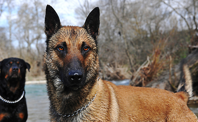 포토 JPG 해외이미지 동물 1 백그라운드 사람없음 야외 물 반려동물 강 머리 젖음 개 경계 송곳니 유래 경비견 해외포토 자연요소 포유류 신체부위 치아 파일형식 이미지허브